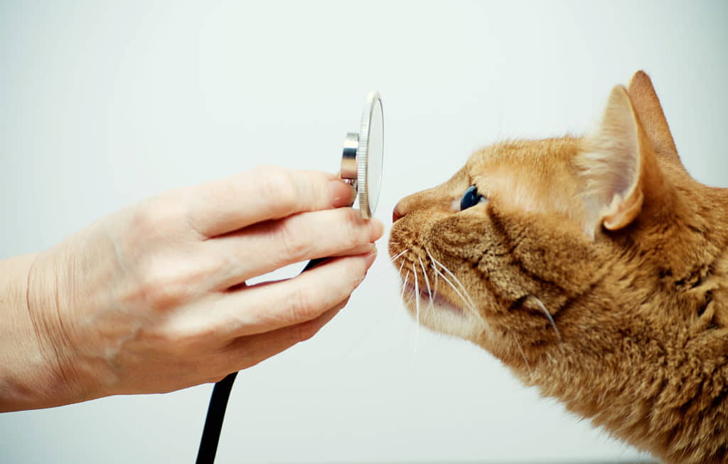 take-your-cat-to-the-vet-week-2012-2