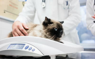 take-your-cat-to-the-vet-week-2012