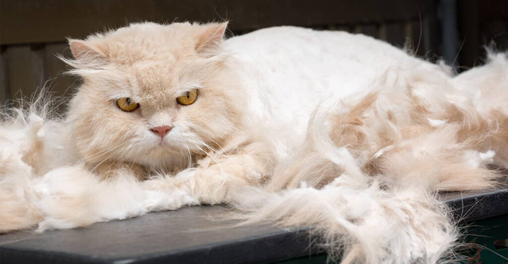 the-importance-of-a-cat-de-shedding-tool-1