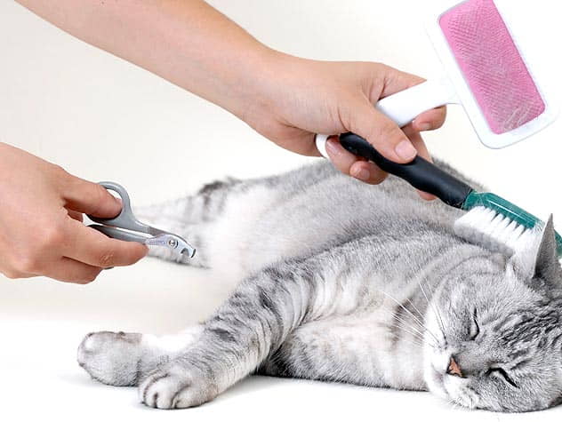 the-importance-of-a-cat-de-shedding-tool