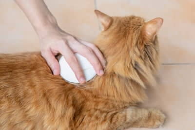 the-special-grooming-needs-of-a-senior-cat-2