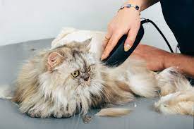 the-special-grooming-needs-of-a-senior-cat-3