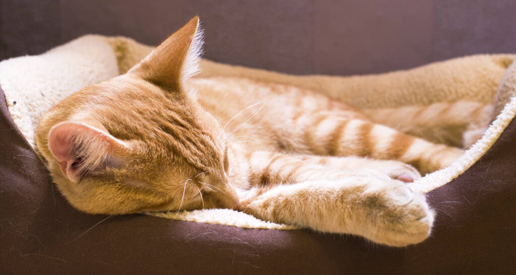 tips-for-managing-cat-illnesses-1