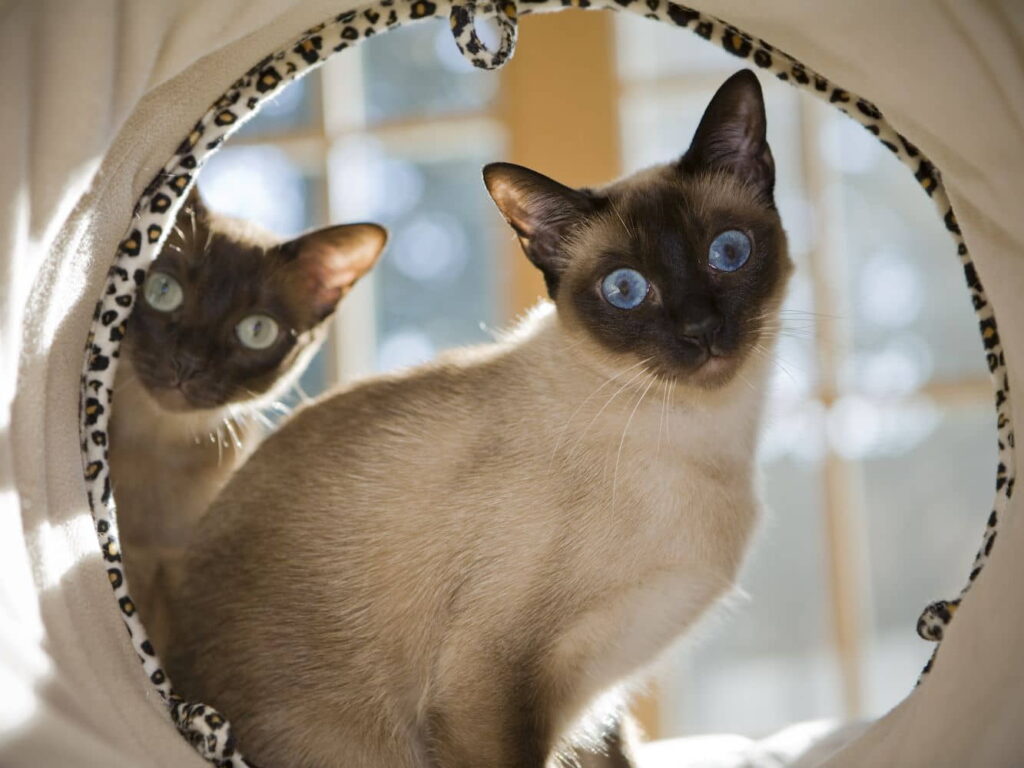 tonkinese-1