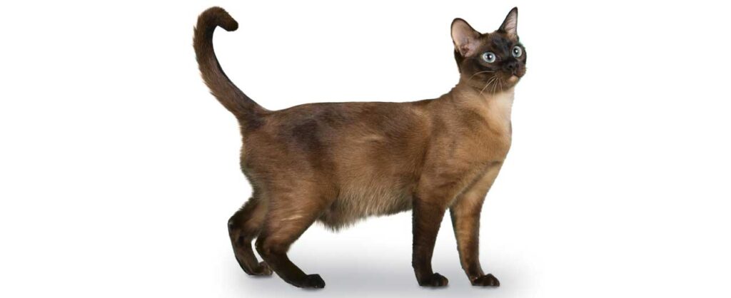 tonkinese