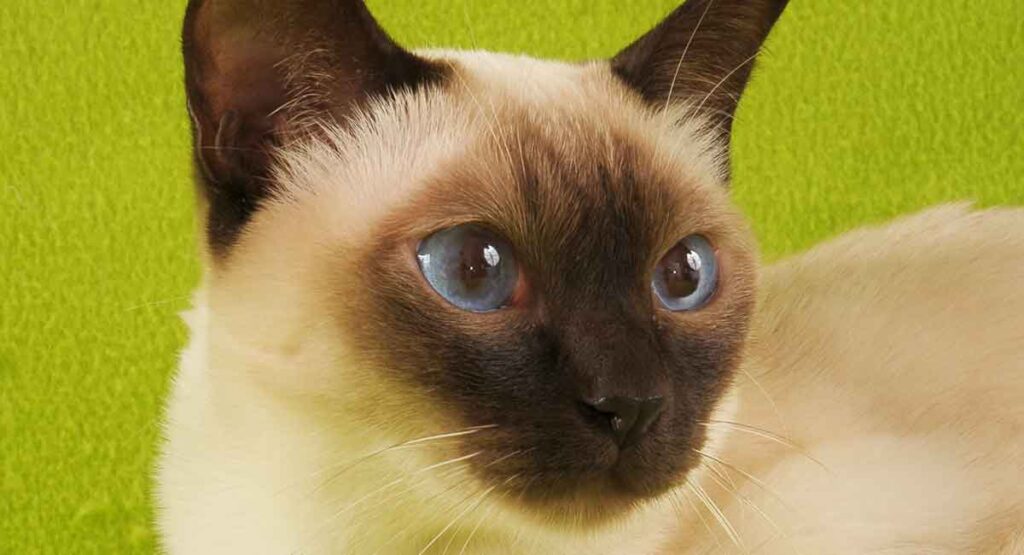 tonkinese-2