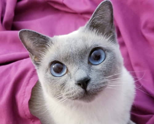 tonkinese-4