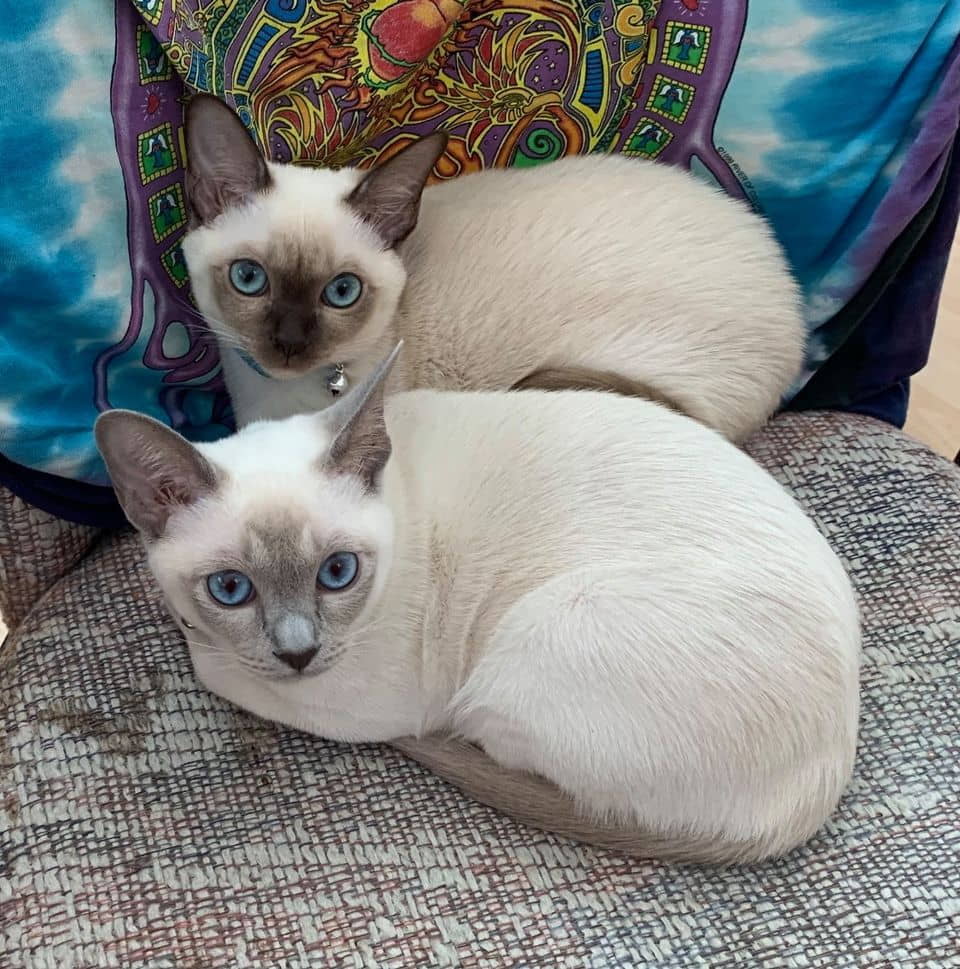 tonkinese-5