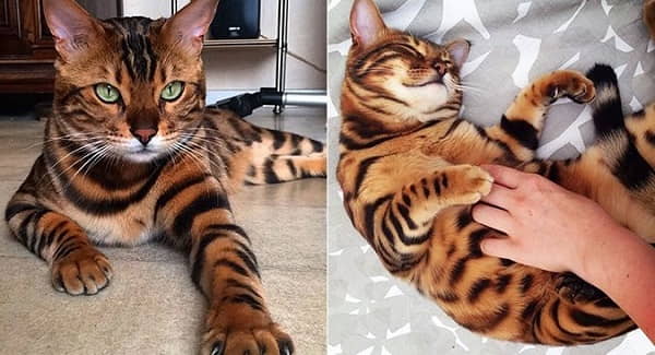 toyger