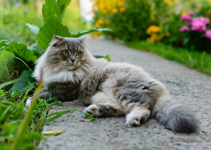transitioning-an-outdoor-cat-to-indoors-1