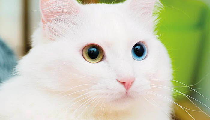 turkish-van-3