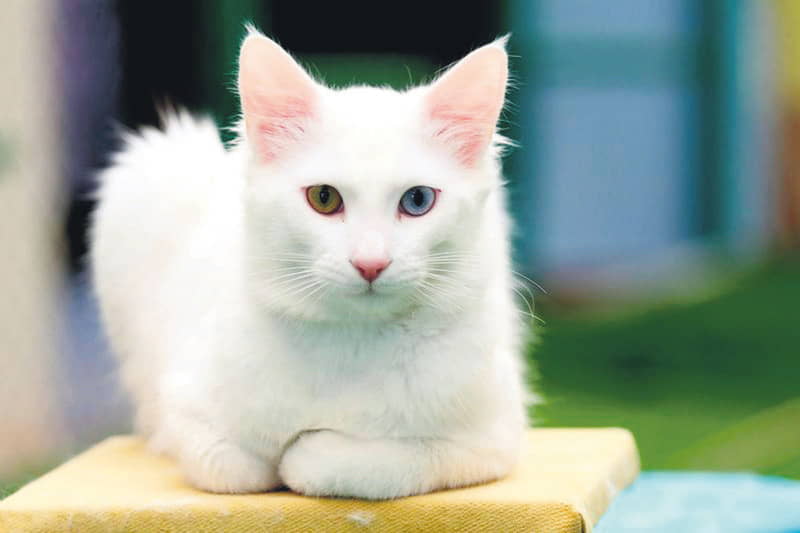 turkish-van-4