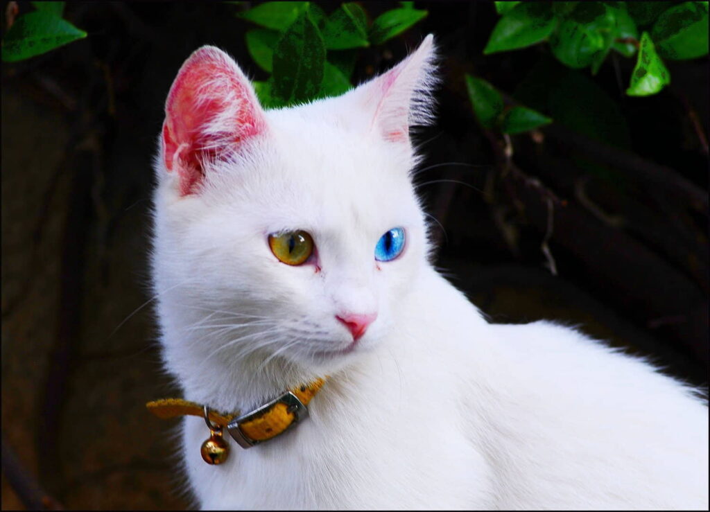 turkish-van-5