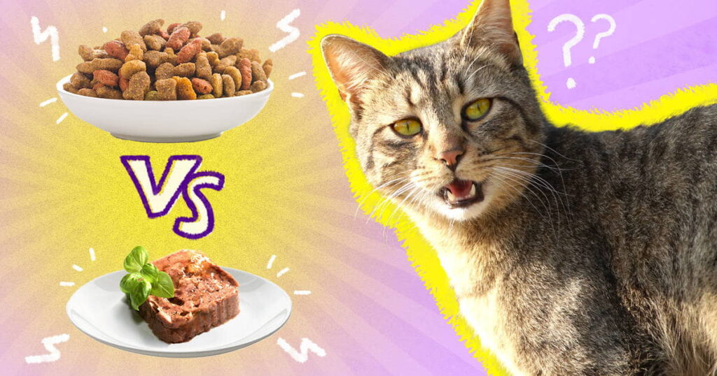 wet-vs-dry-cat-food-1