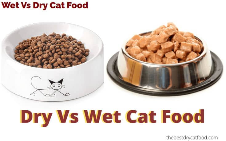 wet-vs-dry-cat-food