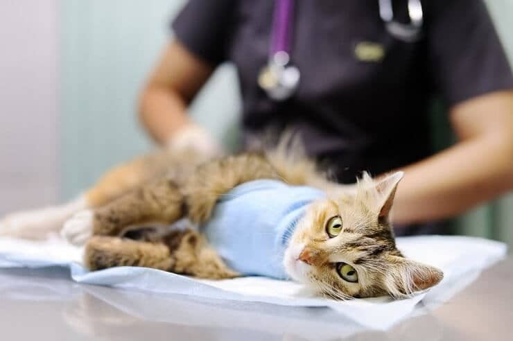 what-are-some-treatments-for-arthritis-in-cats-3