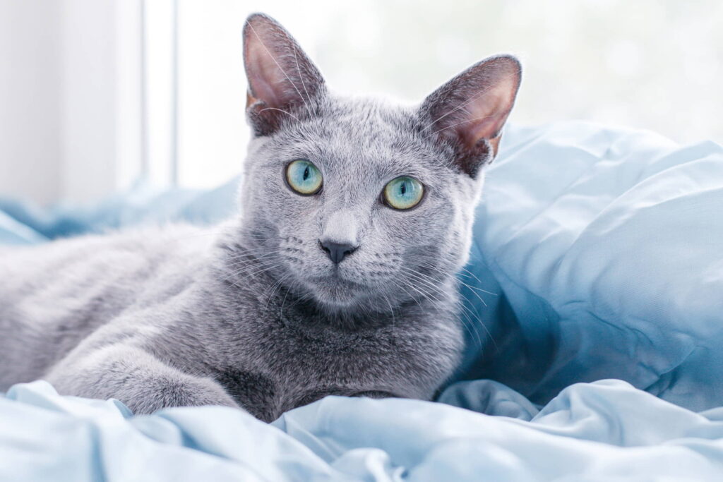 what-are-the-best-hypoallergenic-cat-breeds-for-people-with-allergies