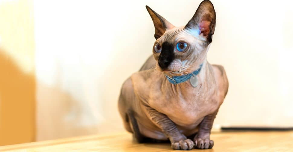 what-are-the-best-hypoallergenic-cat-breeds-for-people-with-allergies-4
