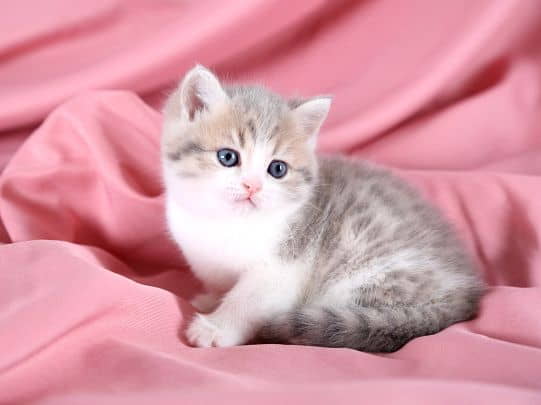 what-are-the-cutest-cat-breeds-2