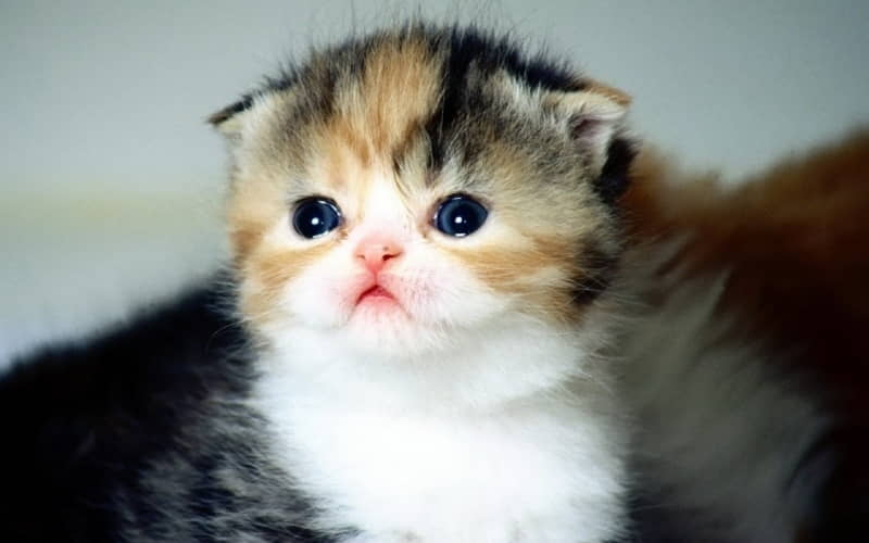 what-are-the-cutest-cat-breeds-7