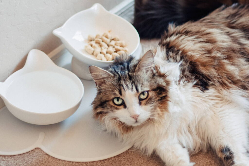 whats-the-best-diet-for-ibd-cats-4