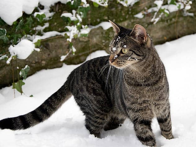 winter-tips-from-banfield-pet-hospital-4