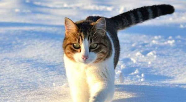 winter-tips-from-banfield-pet-hospital