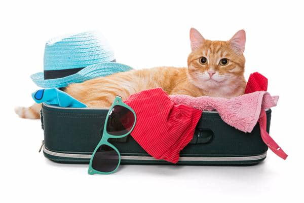 10-tips-for-flying-with-your-cat-4