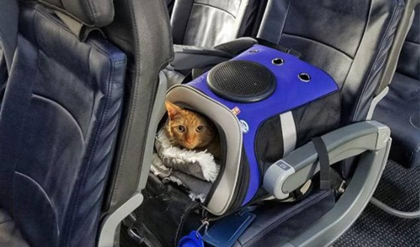 10-tips-for-flying-with-your-cat