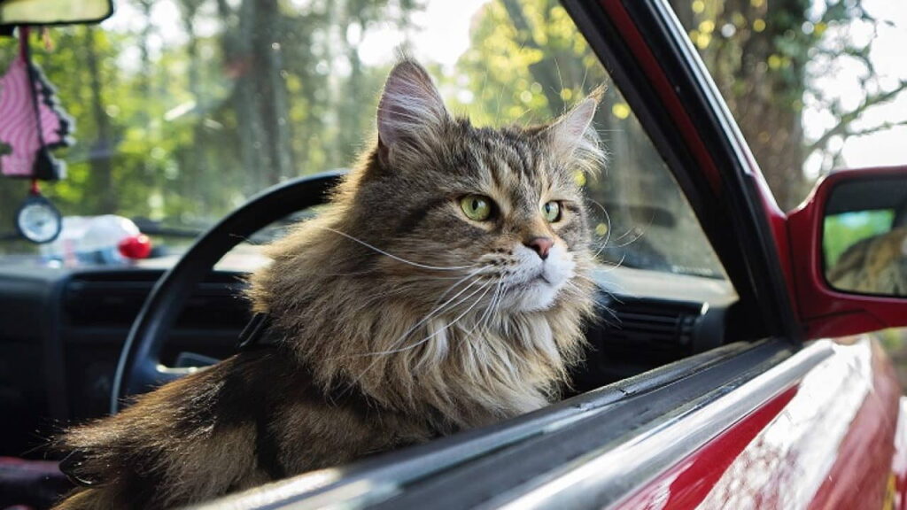 10-tips-for-road-trips-with-your-cat-1