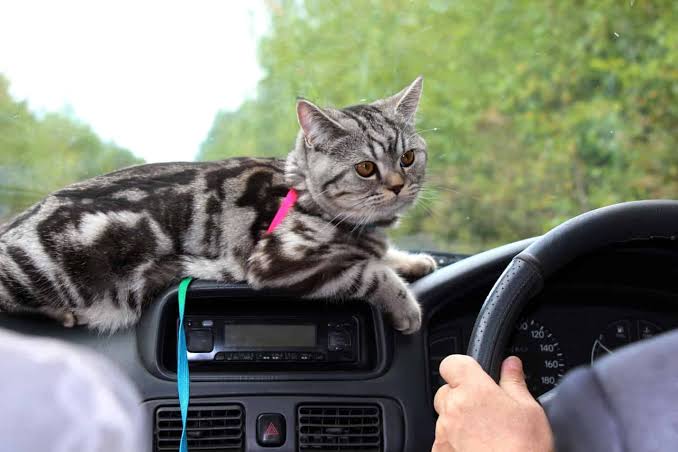 10-tips-for-road-trips-with-your-cat-2