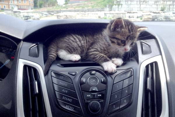 10-tips-for-road-trips-with-your-cat