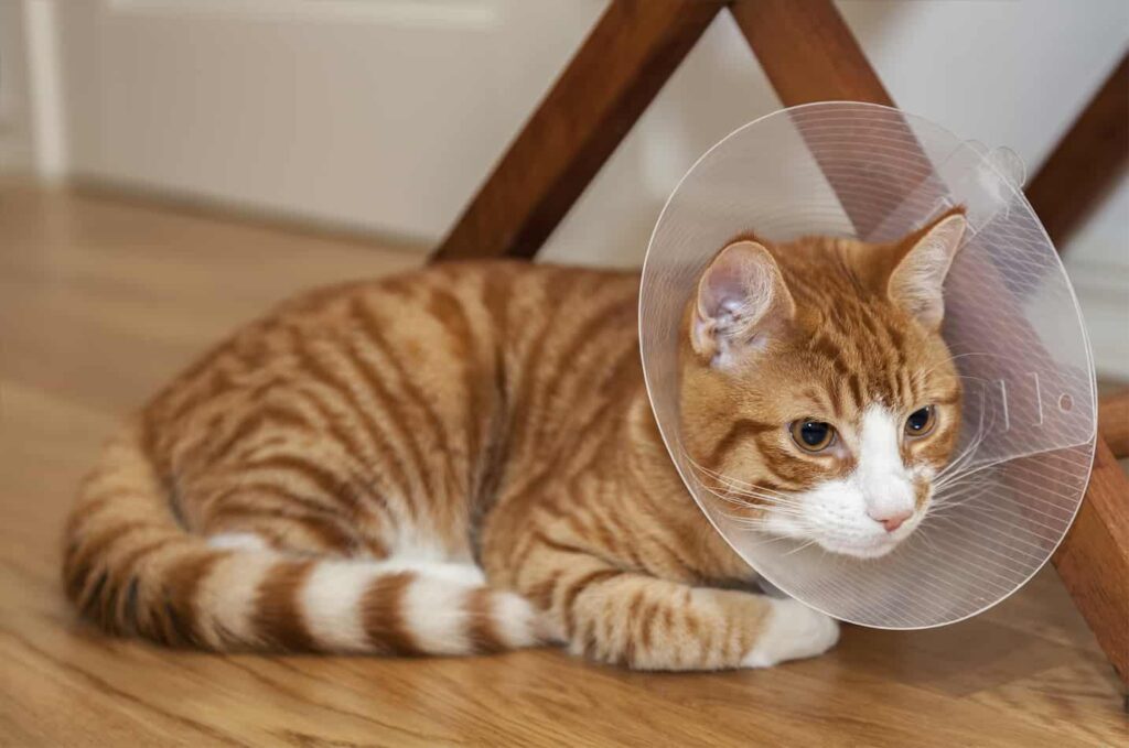 5-alternative-e-collars-for-cats-after-surgery