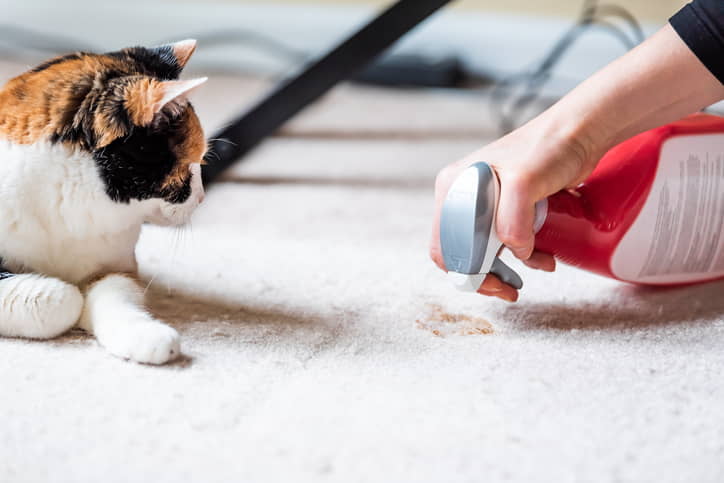 5-ways-to-remove-cat-urine-odors
