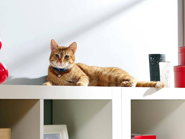 5-fun-pieces-of-litter-box-furniture-2