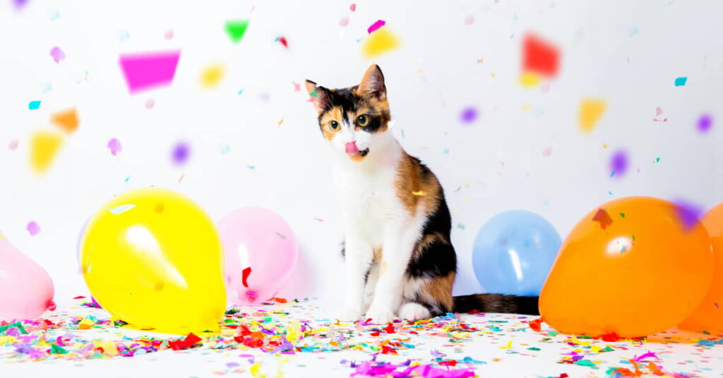 5-ways-to-celebrate-your-cats-birthday-2