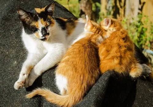 six-ways-to-determine-your-female-cat-is-in-heat
