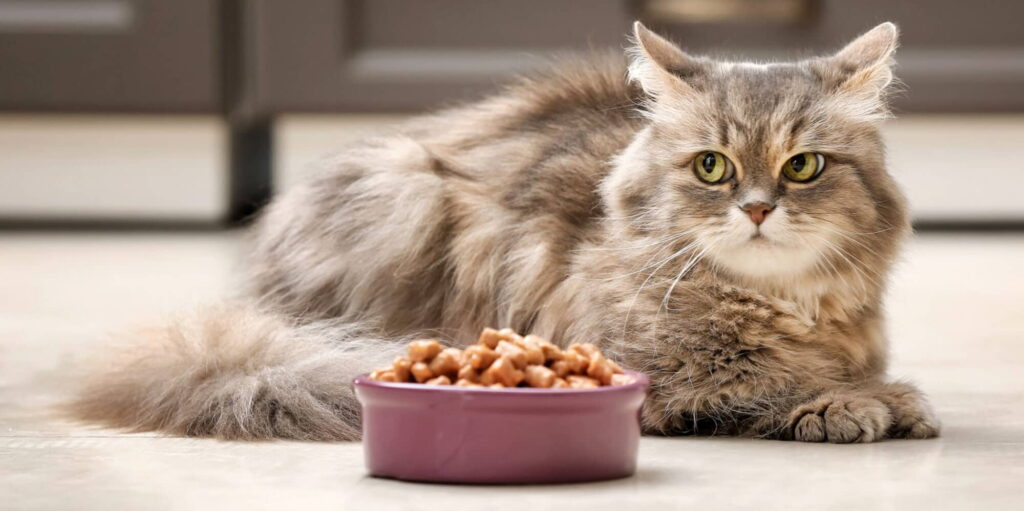 8-reasons-why-your-cat-is-not-eating-1
