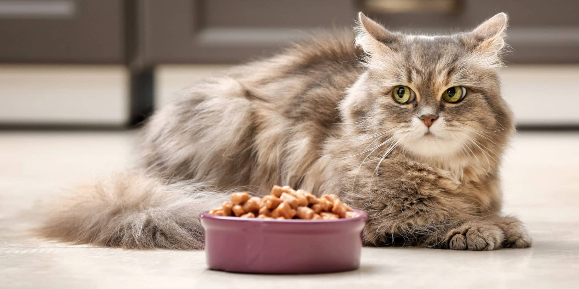 8-reasons-why-your-cat-stops-eating-cat-food-site