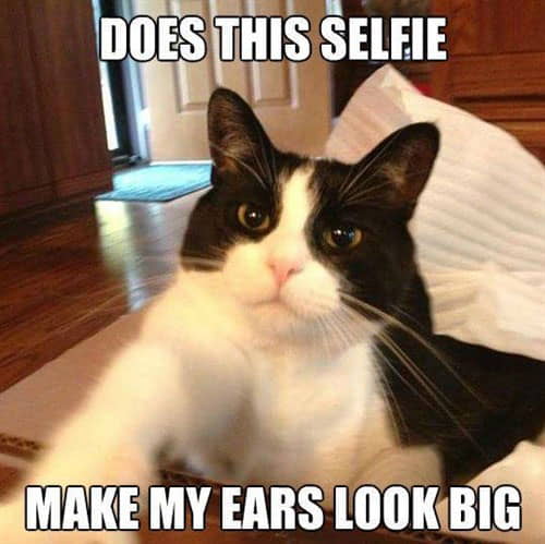 9-magnificent-meme-monday-cat-memes