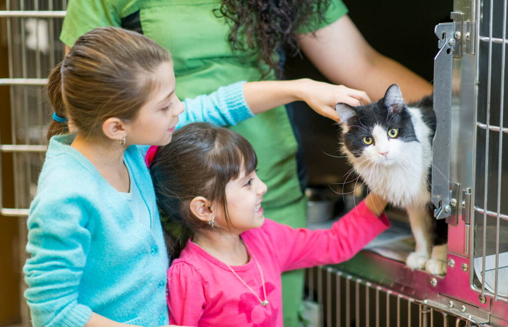 selecting-the-ideal-cat-for-adoption