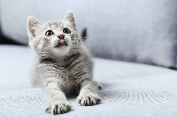 bad-breath-and-drooling-in-cats-1