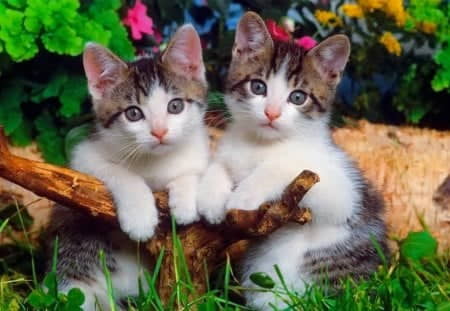 best-cat-cute-kitten-names-2