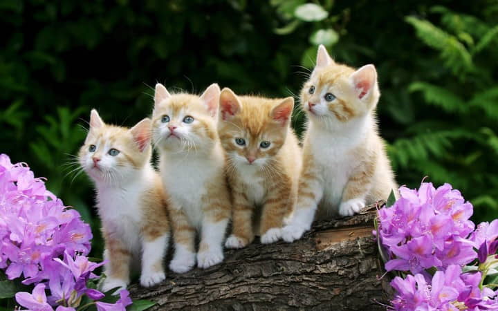 best-cat-cute-kitten-names