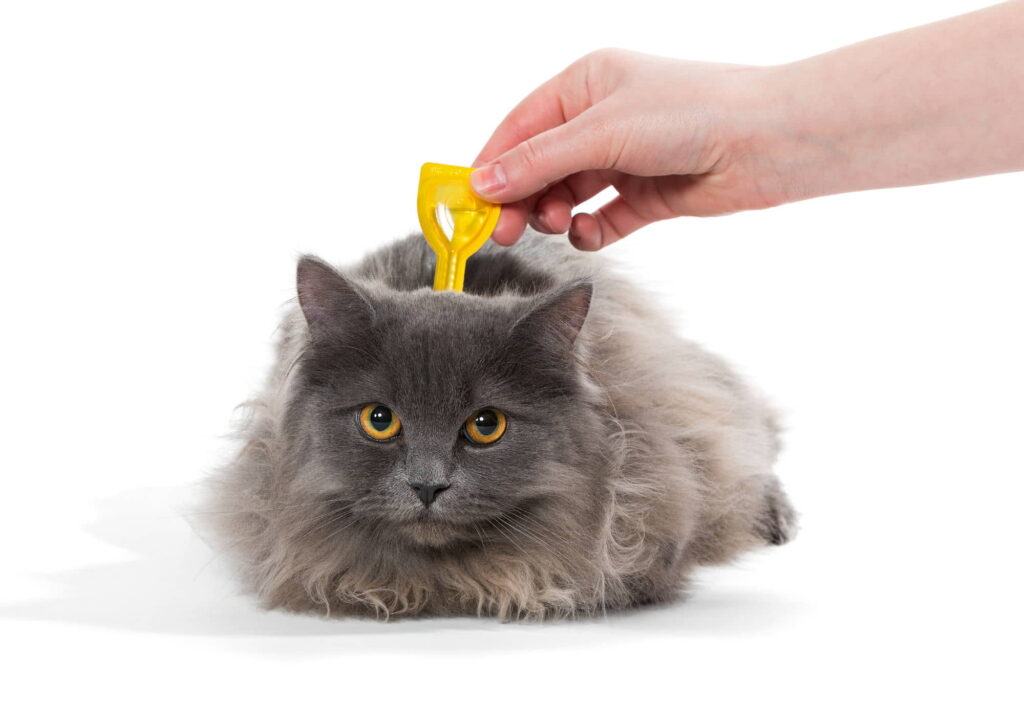 best-cat-flea-treatment-1