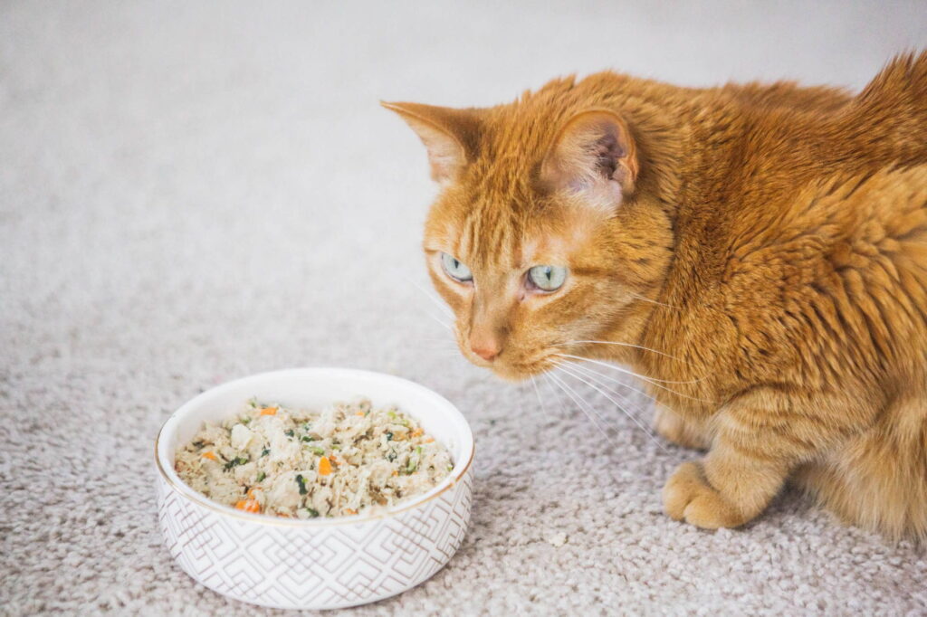 can-wet-food-cause-diarrhea-in-cats-1