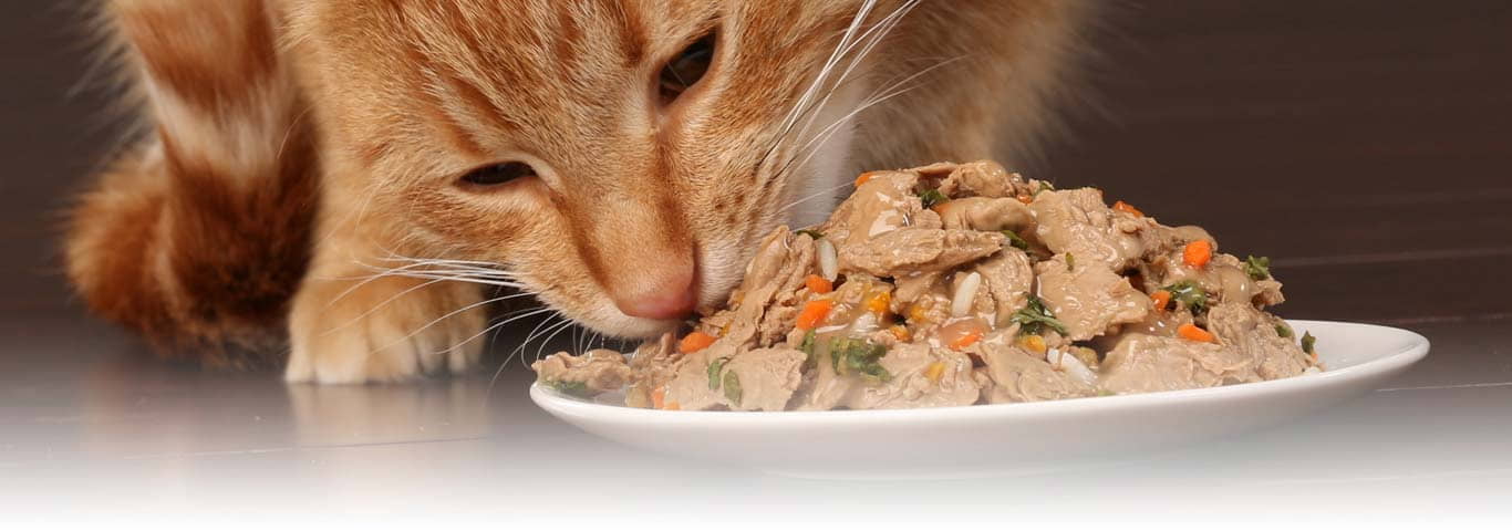 can-wet-food-cause-diarrhea-in-cats-cat-food-site