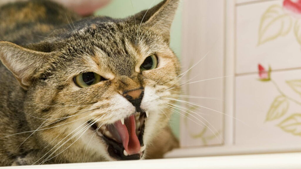 cat-aggression-feline-behavior-issues