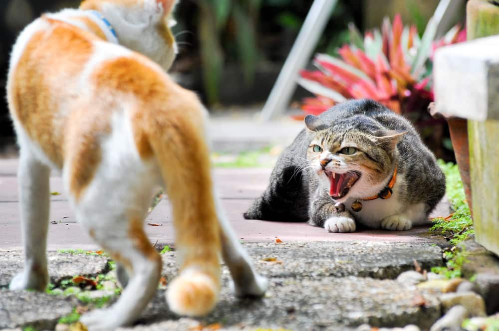 cat-aggression-feline-behavior-issues