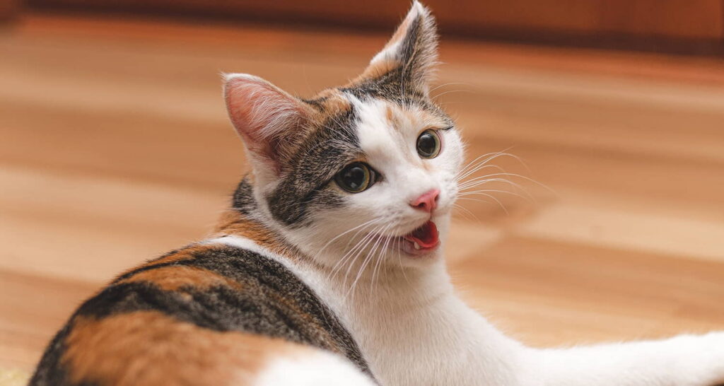 cat-got-your-tongue-what-is-its-origin-and-meaning-1
